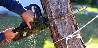 Best Fruit Tree Pruning  in Montara, CA
