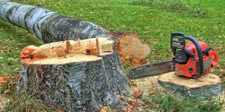 Best Hazardous Tree Removal  in Montara, CA