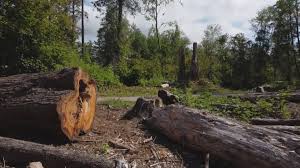 Trusted Montara, CA Tree Services Experts