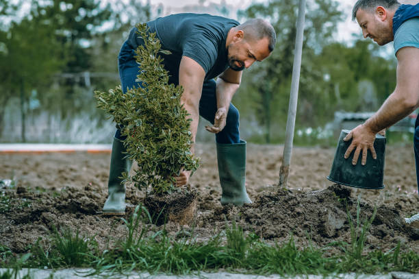 Best Root Management and Removal  in Montara, CA