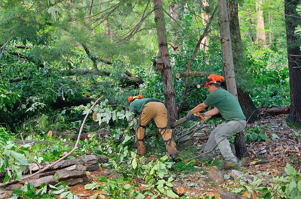  Montara, CA Tree Services Pros
