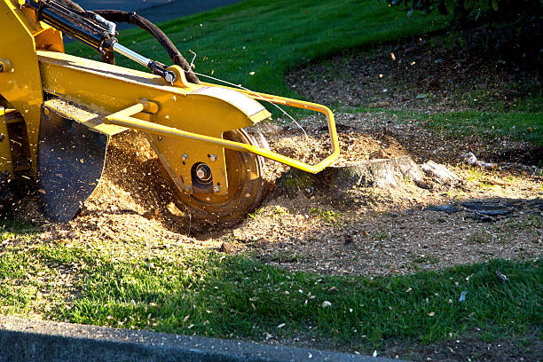Best Hedge Trimming  in Montara, CA