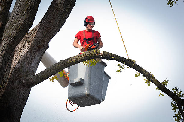 Best Palm Tree Trimming  in Montara, CA