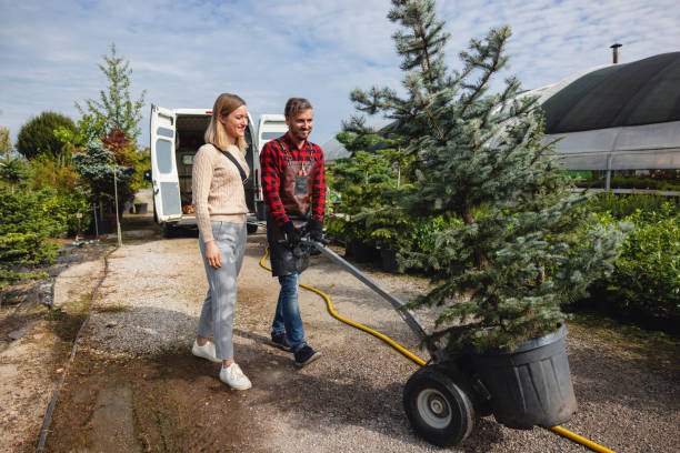 Best Lawn Maintenance Plans  in Montara, CA