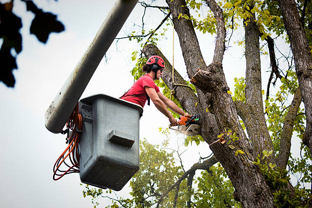 Best Tree Disease Treatment  in Montara, CA