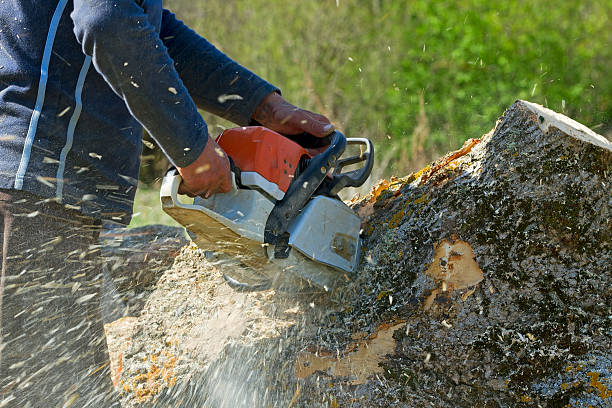 Best Lawn Renovation and Restoration  in Montara, CA