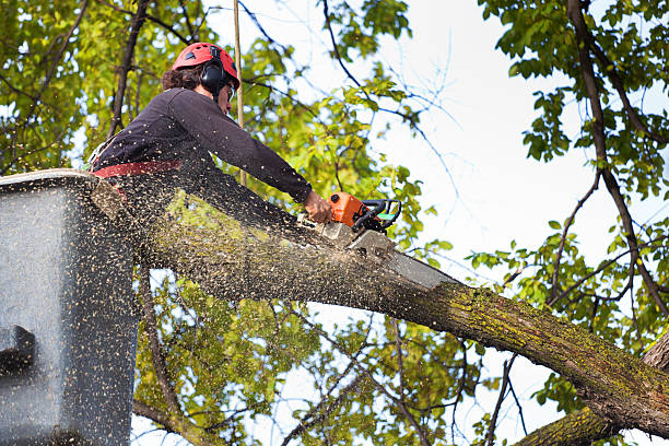 Best Stump Grinding and Removal  in Montara, CA