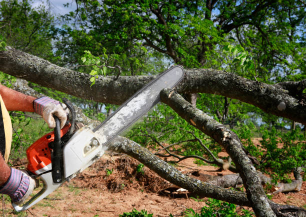 Best Tree Preservation Services  in Montara, CA